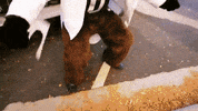 chip celebrate GIF by CUBoulder