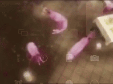 shrimps dancing to new order