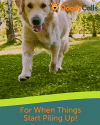 doodycalls dog playing frisbee dog poop GIF