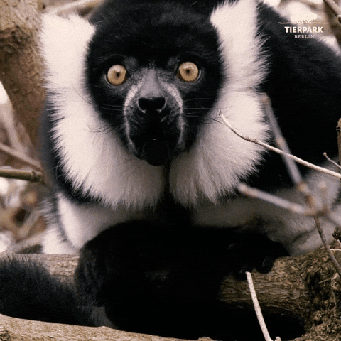 tierparkberlin good morning scream wake up call GIF