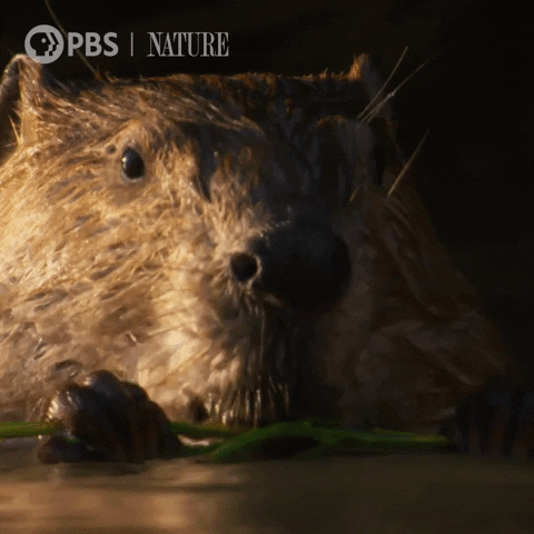 Pbs Nature Animales GIF by Nature on PBS