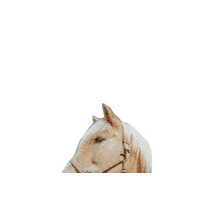 Horserescue Sticker by All Seated in a Barn