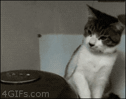 Video gif. Two cats are staring at a pot and one cat is being wild. The other cat is very focused on the pot and hits the wild cat to get its attention. The dialogue reads, "Dude! Come here. WTF is this? What? You idiot! This!"