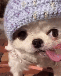 Dog Lick GIF