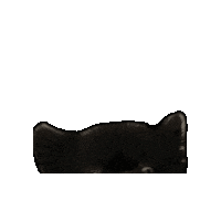 Wilmade dog halloween angry black Sticker