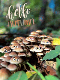 Autumn Herbst GIF