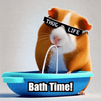 Guinea Pig Bath Time GIF by Guinea Gambino