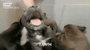 Tired Dog GIF by Nat Geo Wild