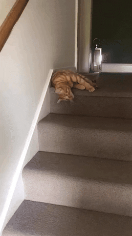 cuteanimalland giphyupload GIF