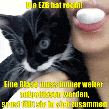 der-5-minuten-blog giphyupload ecb ezb cats being jerks GIF