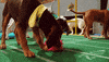 animal planet dog GIF by Puppy Bowl