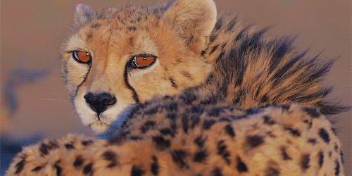 cheetah GIF