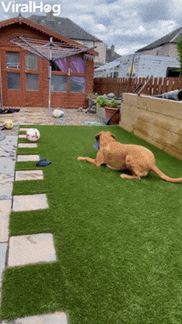 Labrador Sneakily Steals Dad's Hat