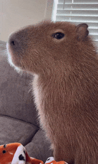 Son Folk GIF