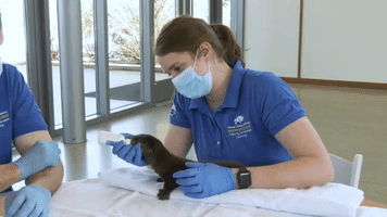 Chicago Zoological Society Seeks Name for Hand-Reared Baby River Otter