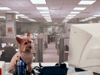 Dog Working GIF