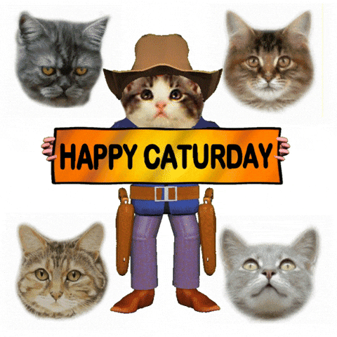 Cats Saturday GIF