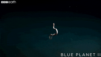 blue planet ocean GIF by BBC Earth