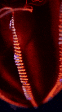 Deep Sea GIF by Monterey Bay Aquarium