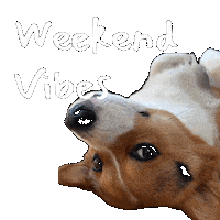 Weekend Sunday Sticker