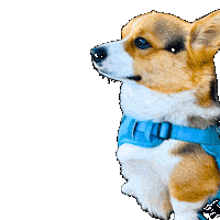 Dog Corgi Sticker