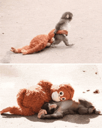 Japan Monkey GIF