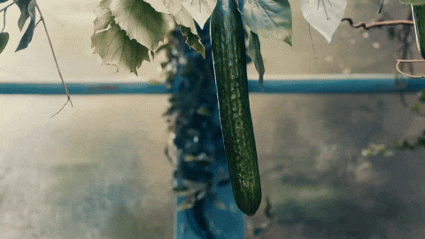 Drinks Fruit GIF by HENDRICK'S GIN