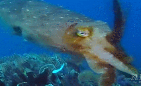 life cuttlefish GIF