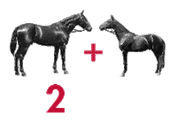 new year's eve horse Sticker