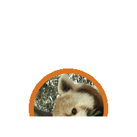 HHPZOO  Sticker