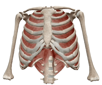 physiocentermx giphyupload physiocentermx intercostalesinternos Sticker