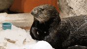 GIF by Georgia Aquarium