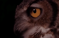 season 2 owl GIF by Twin Peaks on Showtime