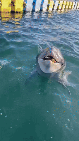 cuteanimalland giphyupload GIF