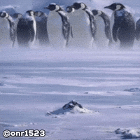 Penguin GIF