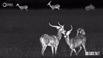 Stalking Season 2 GIF by PBS