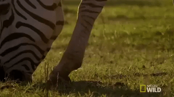 nat geo wild zebra GIF by Savage Kingdom