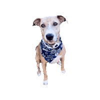 Dallas Cowboys Sticker by Geekster Pets