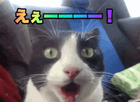 Cat Omg GIF
