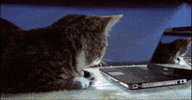 Cat What GIF