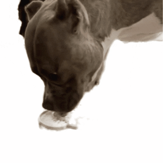 adrpetstores giphygifmaker GIF