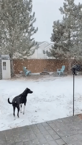 Excited Pup Plays in Snow as Winter Storm Moves Over Denver