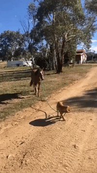 Adorable Puppy Takes Wild Horse for a Stroll