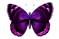 Butterfly Purple Sticker