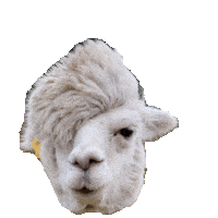 hair STICKER by imoji