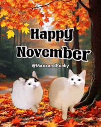 Cats November GIF