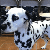 dog show dogs GIF by Westminster Kennel Club