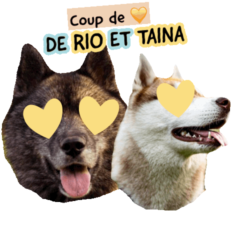 Pawsitivepetambassadeur Sticker by Pawsitive pet