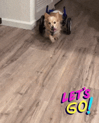 BarkyAndFriends lets go are you ready zoomies rescue dog GIF