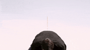Houston Texans Win GIF by Onnit